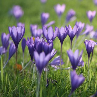 Crocus speciosus 'Conqueror'