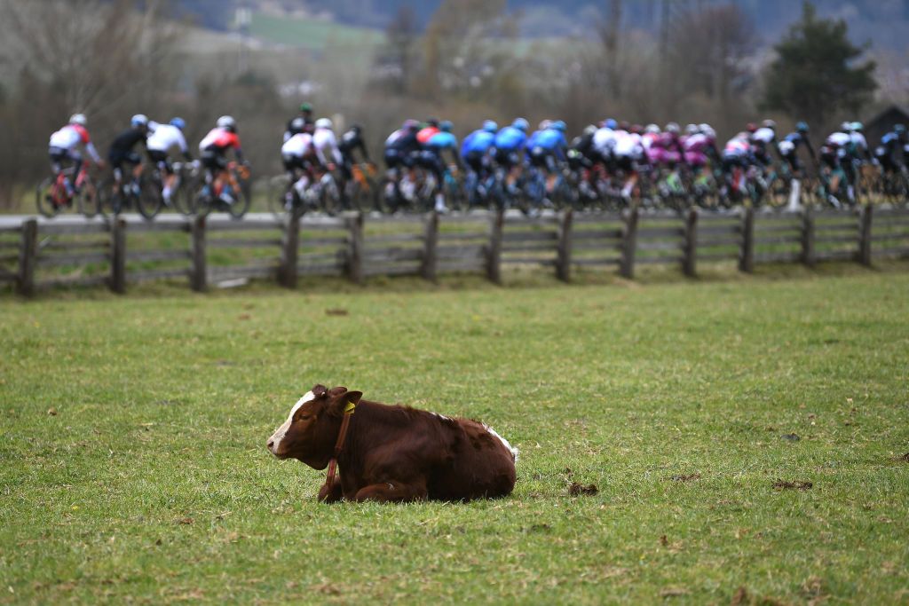 FEICHTEN IM KAUNERTAL AUSTRIA APRIL 20 The Peloton passing in front of a group of cows during the 44th Tour of the Alps 2021 Stage 2 a 1215km stage from Innsbruck to Feichten im Kaunertal 1291m Landscape TourofTheAlps TouroftheAlps on April 20 2021 in Feichten im Kaunertal Austria Photo by Tim de WaeleGetty Images