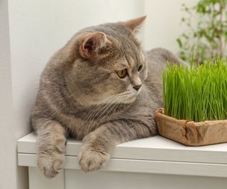 Grey cat sat next to a pot of fresh cat grass