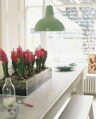 Hyacinths