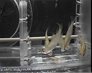 The above image shows an Aquatic Habitat, or AQH, specimen chamber housing Medaka fish for study on the International Space Station