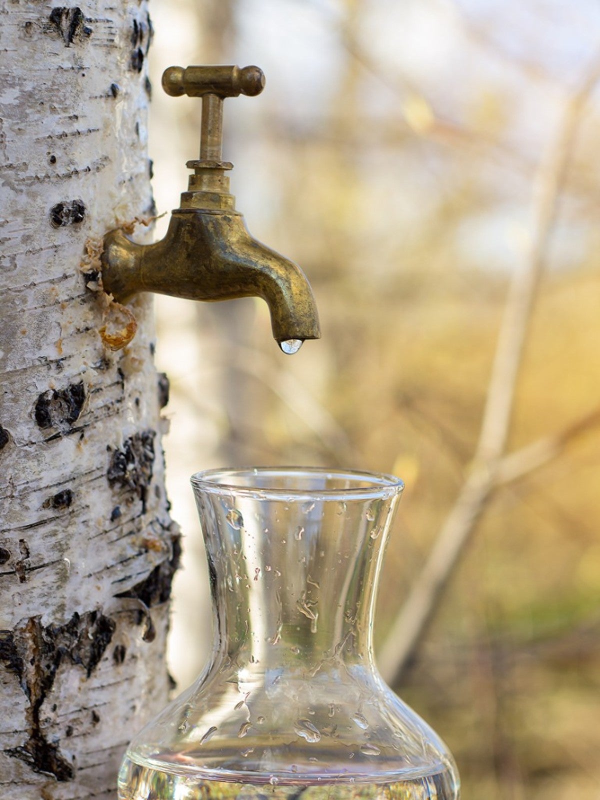 Move Over, Maple! - How To Tap Birch Sap For Syrup