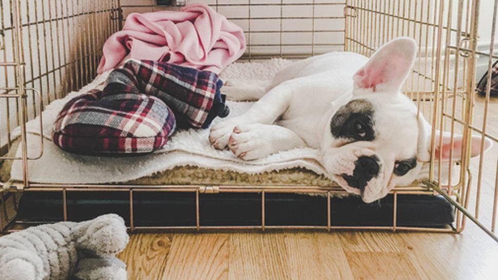 How to make a dog crate escapeproof PetsRadar
