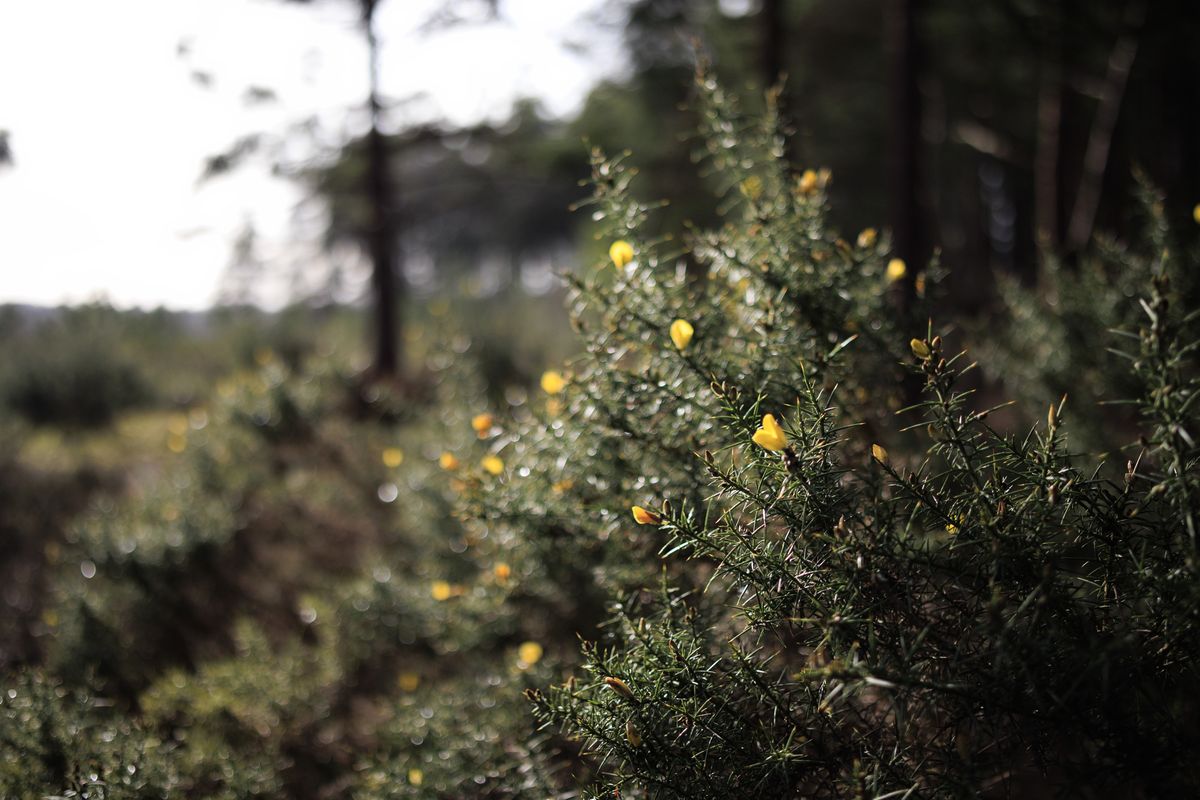 Sigma 23mm F1.4 DC DN Contemporary image gallery: yellow gauze bush in a British common, shallow depth of field