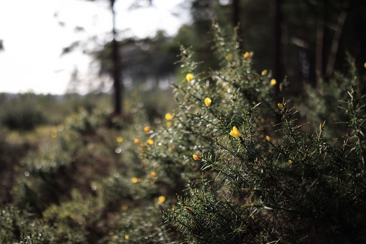 Sigma 23mm F1.4 DC DN Contemporary image gallery: yellow gauze bush in a British common, shallow depth of field