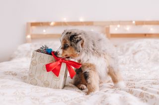 Christmas gifts for pets