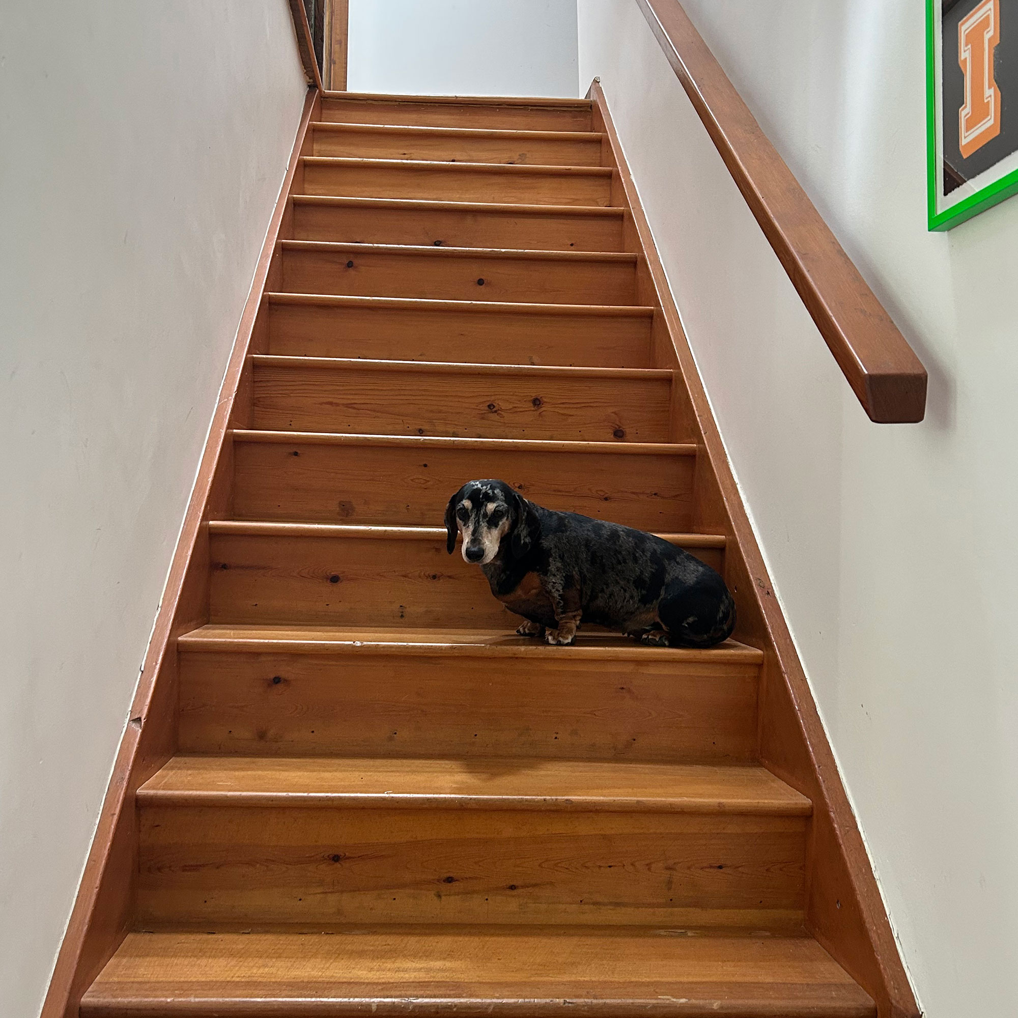 dog sitting on wooden staircase surrounded by white walls