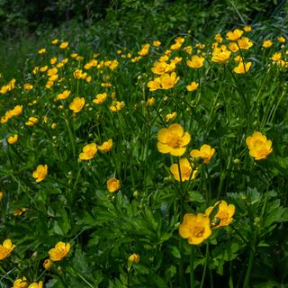 Dense-growing creeping buttercup surround by greenery