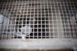 Pigeon Fancier Colin Hill in his garden with his birds. ©Richard Cannon/Country Life Picture Library