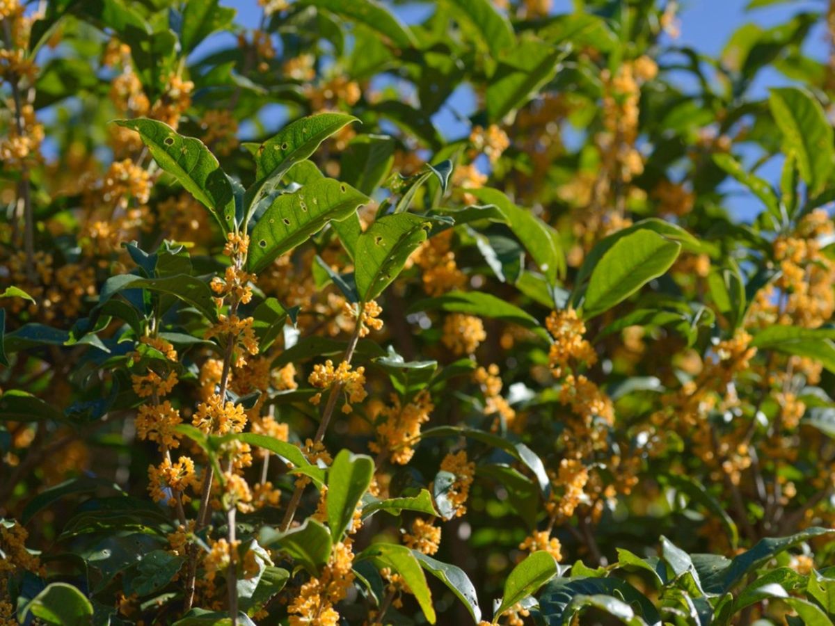 キンモクセイの用途: 香りのよいお茶 オリーブの栽培と手入れ