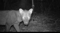 Trail cam footage of short-eared dog at night 