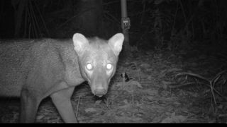 Over 4,000 images and 20 years later, researchers have shed much-needed light on this elusive Amazonian dog