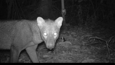 Trail cam footage of short-eared dog at night 