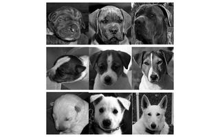 Participants viewed black-and-white images of puppies at different ages, and rated their level of attractiveness. Above, a sample of images seen by participants. The middle column shows dogs at their "most attractive" age as rated by participants.