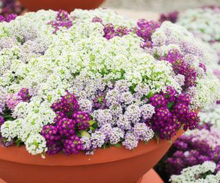 Small purple flowers in a terracotta pot