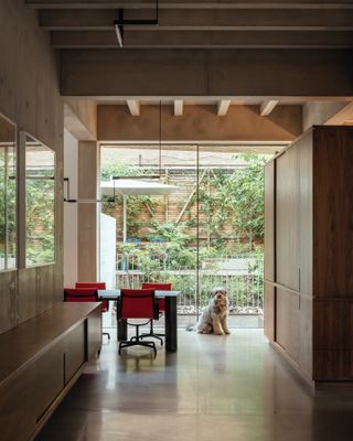 Primrose Hill house with seated dog