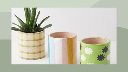 Colorful plant pots on a green background