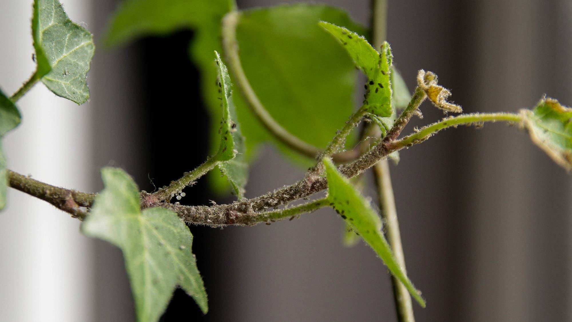 Aphids on houseplant