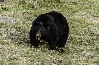 A male black bear in Yellowstone National Park. Wildlife Conservation Society researchers study how black bears live in and outside protected areas such as Yellowstone as a proxy to improve bear habitat management and human-bear co-existence for black bears and grizzly bears outside protected areas.