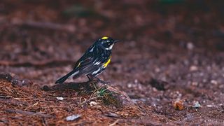 Warbler bird on the ground