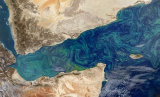 Phytoplankton blooms are seen in this image taken by the MODIS instrument on NASA's Aqua satellite. Phytoplankton influence Earth's climate, and researchers are working to figure out exactly how.