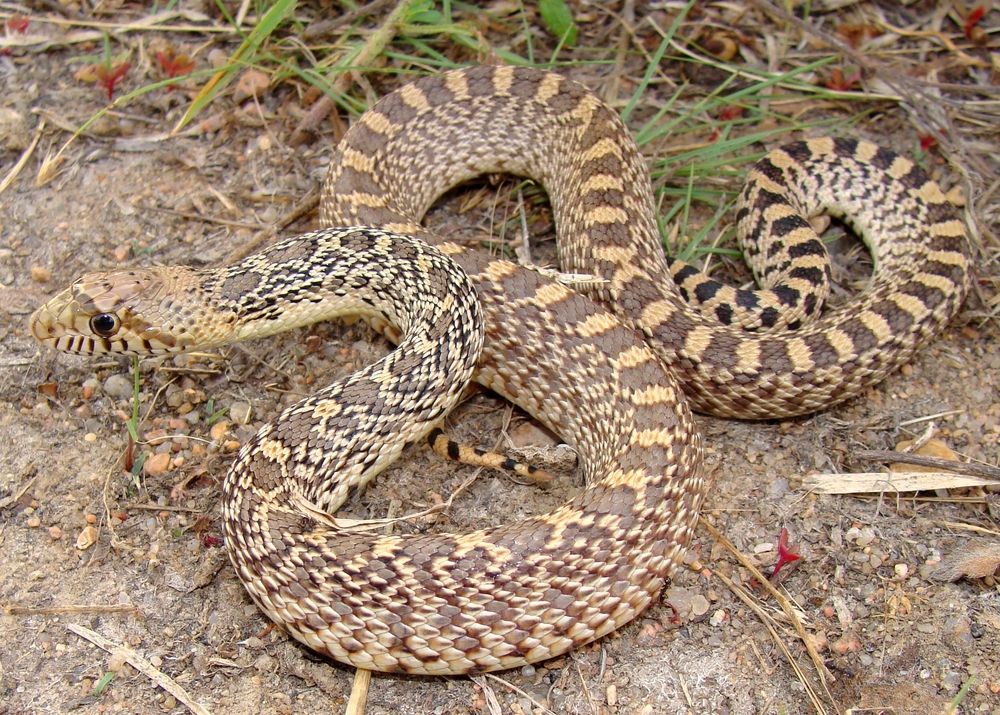 bullsnakes, gopher snakes