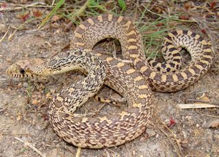 gopher snake eating