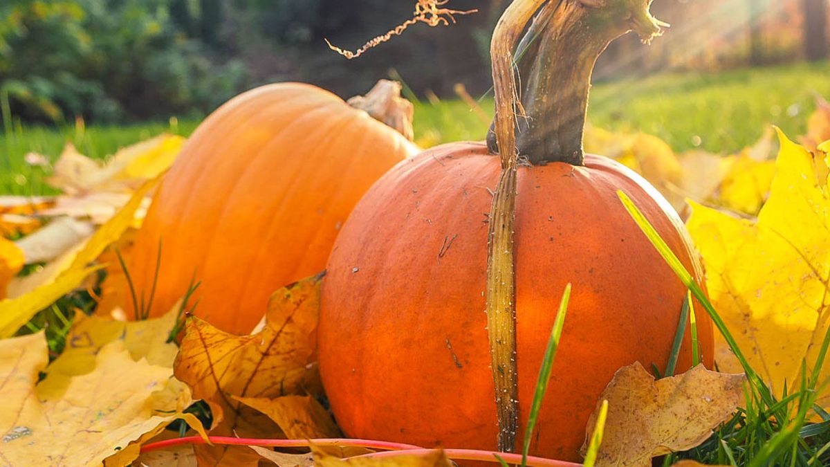 Comment faire pousser des citrouilles : le processus en 7 étapes d'un expert