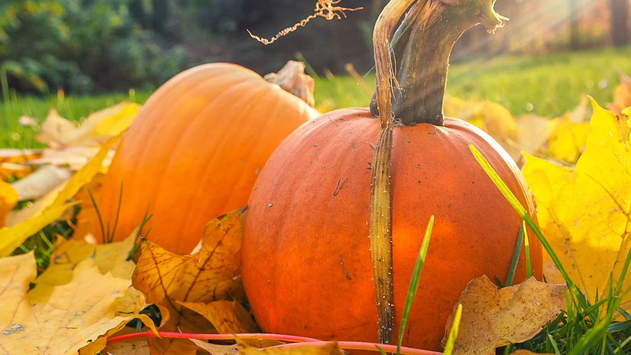 How to grow pumpkins