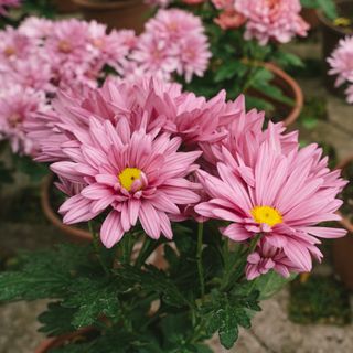 Pink chrysanthemum flowers in pots