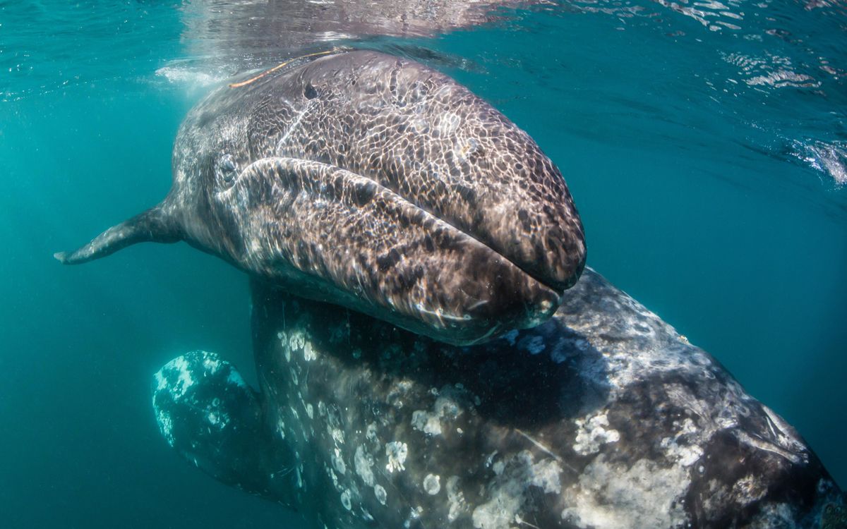 Gray whale mom and calf. 