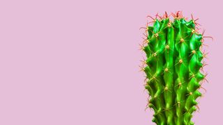 cactus on pink background