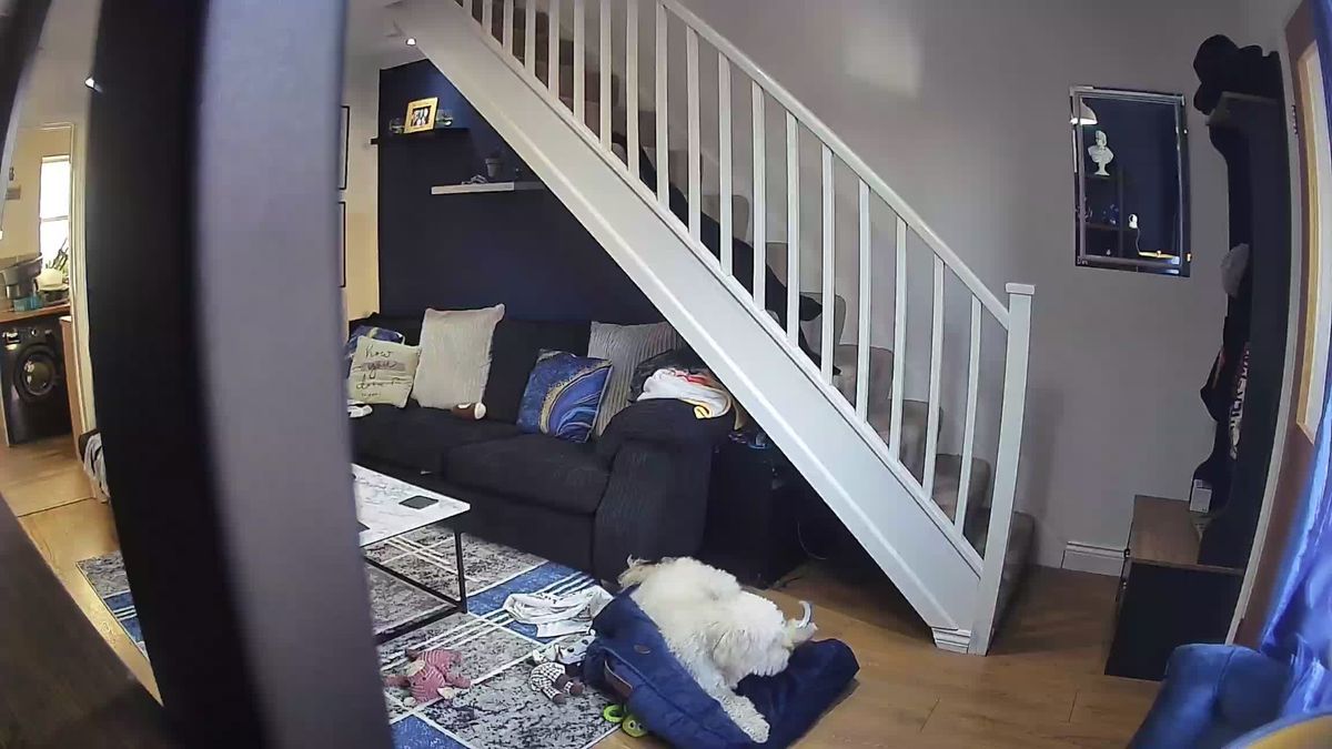 SpotCam Mibo pet camera review
