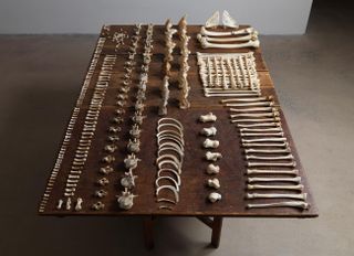 Human bones set on a wooden table.