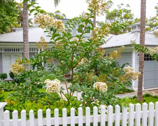white flowers of crape myrtle in a front yard