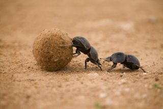 Dung Beetles