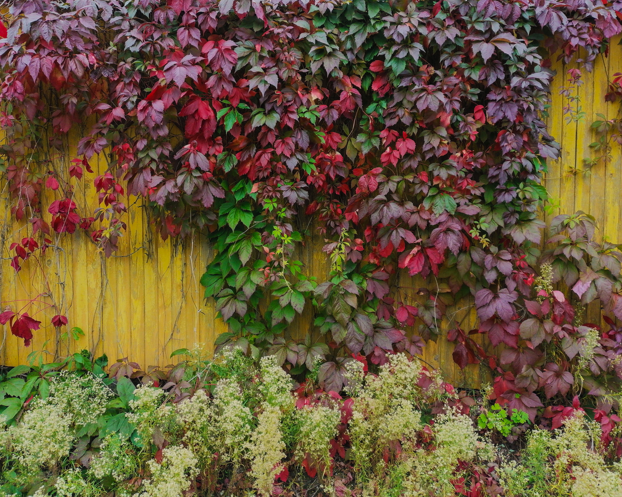 pale wooden fence covered in red foliage of Virginia creeper and plants growing up in front of it