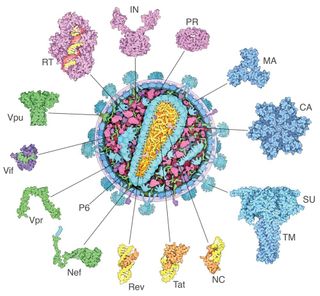 HIV proteins