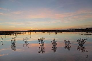 Silhouette of plants growing in flooded field, Lincolnshire Fens, Donna Nook