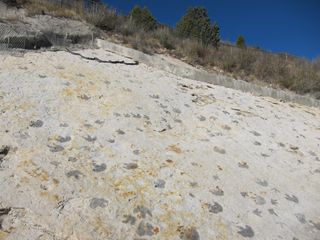 Sauropod footprints at Dinosaur Ridge