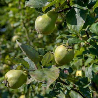 Green pears growing on pear tree