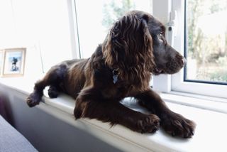 dog on windowsill