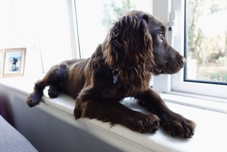 dog on windowsill. dog photography.