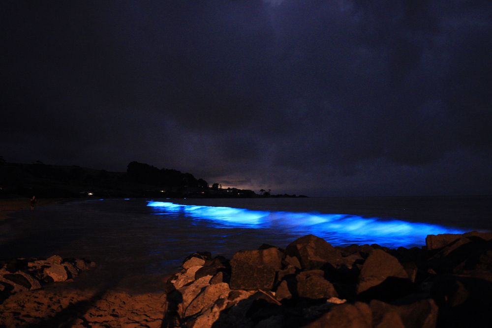 Bioluminescence is a naturally occurring phenomenon. Tiny organisms in the algae bloom emit light as a defense mechanism.