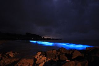 Ghostly Blue Glow in Tasmania Bay May Signal Trouble | Live Science