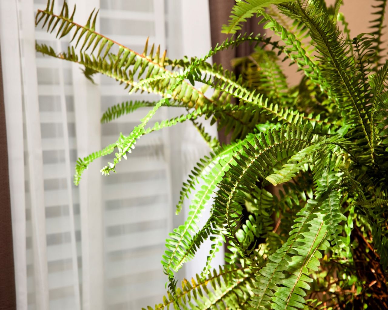 Why is my Boston fern turning brown? 5 common causes | Gardeningetc