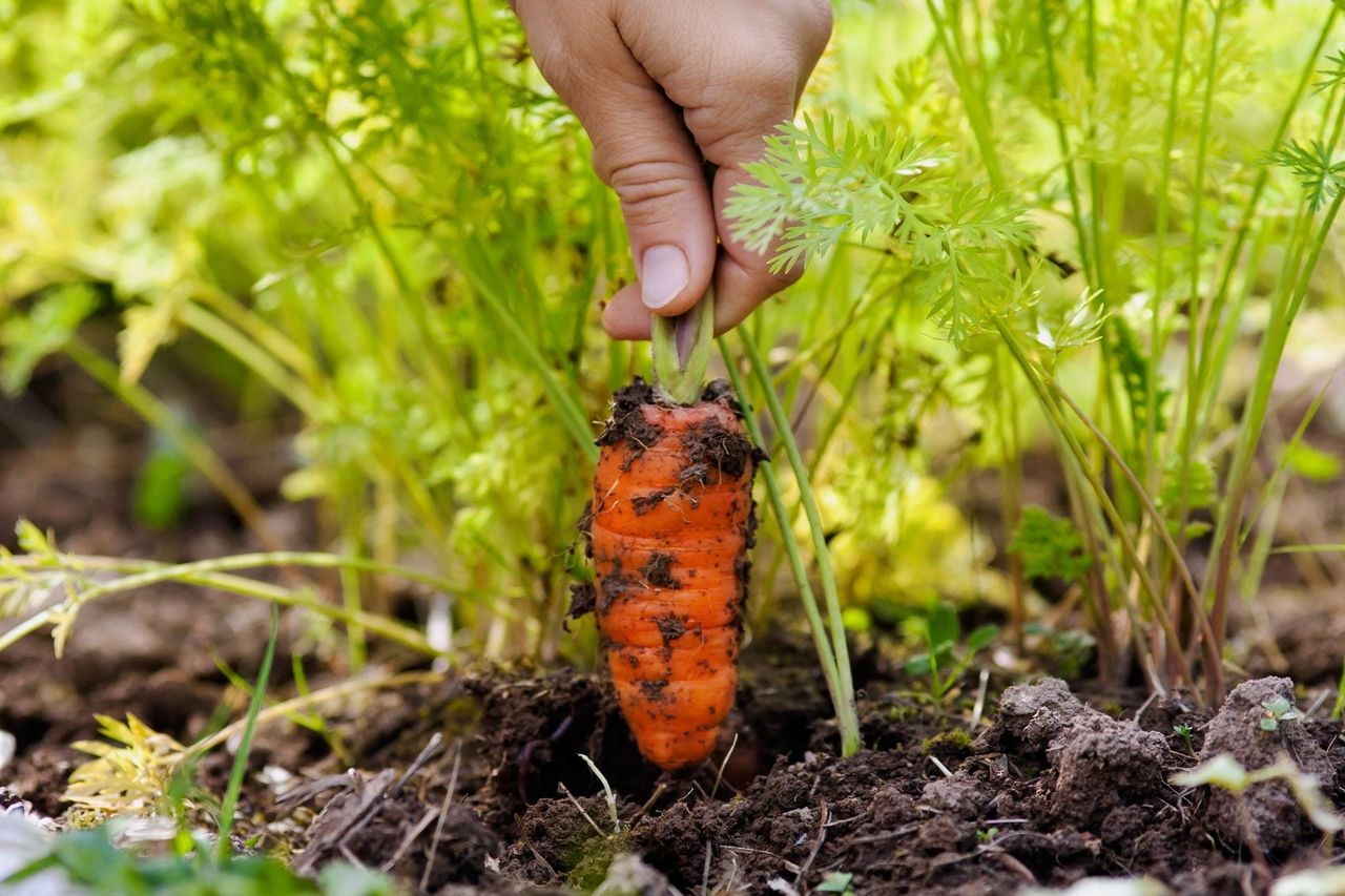 Hand Pulling A Carrot Out Of The Soil