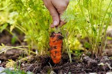 Hand Pulling A Carrot Out Of The Soil