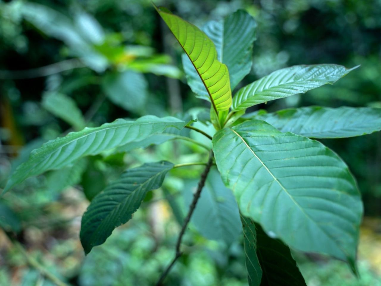 Kratom Plant