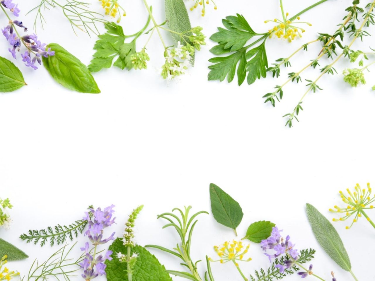 Border Of Flowers Herbs And Leaves On A White Background